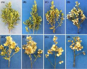 Characteristics of branches and diaspores of Baccharis dracunculifolia during physiological maturity: (A) flower buds, (B) anthesis, and (C) 19, (D) 26, (E) 29, (F) 33, (G) 36, and (H) 40 days after anthesis. Source: Ma&iacute;ra Maciel Tomazzoli.