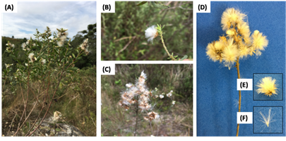 Branches of Baccharis dracunculifolia with diaspores at the optimal point of harvest (A, B, and C) and details of diaspores at the point of physiological maturity (D, E, and F). Source: Ma&iacute;ra Maciel Tomazzoli.