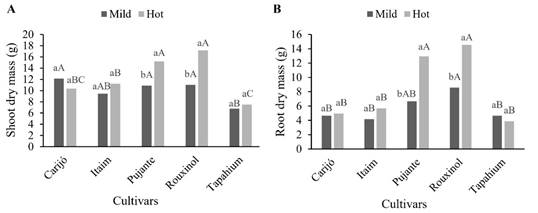 Shoot dry mass (A) and root dry mass (B) of five cowpea cultivars, as a function of growing season. Lowercase letters for the growing seasons, and uppercase letters for the cultivars.
