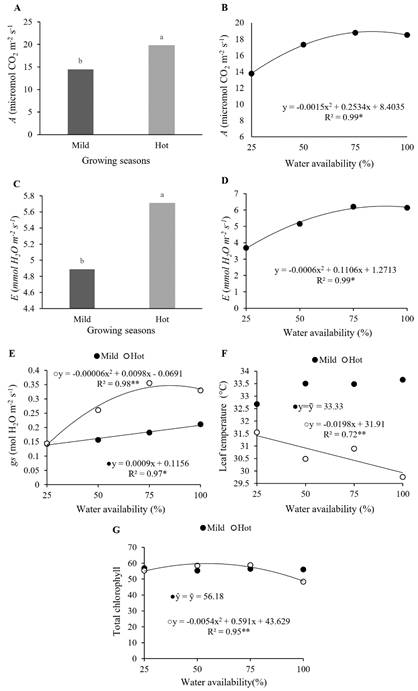 Gas exchange parameters in cowpea cultivars as a function of water availability and ambient temperature. Photosynthetic activity (A and B); transpiration rate (C and D); stomatal conductance (E); leaf temperature (&deg;C) (F), and total chlorophyll index (G). Regression coefficient significant at p < 0.01 (**) and p < 0.05 (*).