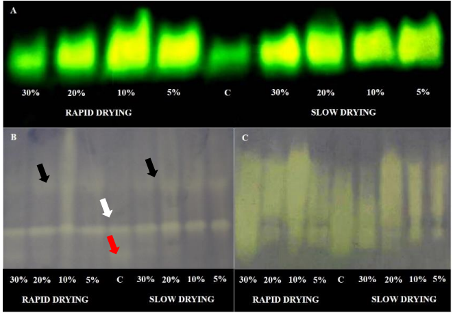 Enzyme activity of A) catalase, B) superoxide dismutase, and C) isocitrate lyase in C. arabica seeds under rapid or slow drying with different water content values and in seeds that were not dried (control).