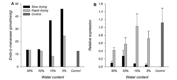 Endo-&szlig;-mannanase enzyme activity (A) and relative expression profile of MAN A (B) in C. arabica seeds under rapid drying or slow drying with different water content values and in seeds that were not dried (control).