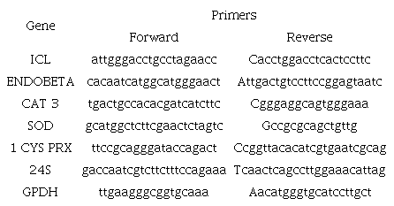 primers used in the real time PCRs.