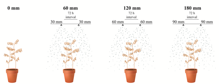 Schematic representation of the simulated rainfall system to induce the weathering deterioration in soybean seeds at the pre-harvest phase.