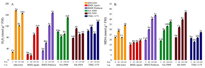 Hydrogen peroxide (H2O2) and malondialdehyde (MDA) content in soybean seeds under different simulated rainfall levels at the pre-harvest phase. Averages followed by the same uppercase letters (among rainfall levels) and lowercase letters (among cultivars) do not differ by Tukey's test, at 5% probability.