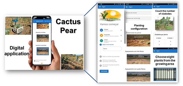 Illustrative demonstration of the application on the cactus pear. Source: Prepared by the author. See application presentation: https://youtu.be/nCDfFhA-oX0. 