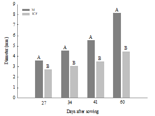 Mean values of the hypocotyl diameter (mm) of soybean produced in monoculture (M) and integration crop-forest (ICF) evaluated in four periods after harvest seeding. Note: A joint analysis of the data of the four varieties was carried out during each evaluated period. Means followed by the same letters do not differ according to Duncan's test at 5% significance.