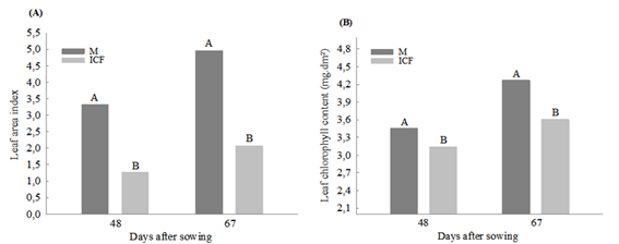 Means of leaf area index (A) and leaf chlorophyll content - mg dm-2 (B) in flowering (48 days after sowing) and full flowering (67 days after sowing) of soybean produced in monoculture (M) and integration crop-forest (ICF). Note: A joint analysis of the data of the four varieties was carried out for each evaluated period. Means followed by the same letters do not differ according to Duncan's test at 5% significance.