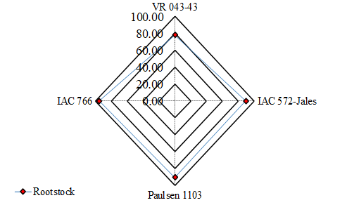 Average highest rooting percentages (%) of grapevine cuttings for rootstock varieties.