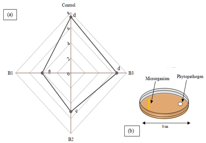 (a) Growth of the phytopathogen S. sclerotiorum in the presence of rhizobacterial isolates. Means followed by the same letter did not differ by the Scott-Knott test (p < 0.05). (b) Direct confrontation test method.