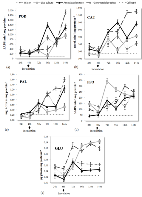 (a) Guaiacol peroxidase (POD) (ΔABS.min-1.mg protein-1), (b) catalase (CAT) (&micro;mol.min-1.mg protein-1), (c) phenylalanine ammonia-lyase (PAL) (mg transcinnamic acid mg protein-1), (d) polyphenol oxidase (PPO) (ΔABS.min-1.mg protein-1), and (e) β-1,3-glucanase (GLU) (&micro;g glucose.mg protein-1) activities in Micro-Tom tomato plants at 24, 48, 72, 96, 120, and 144h after treatment (HAT) with 20% live culture of B. amyloliquefaciens PKM16, 20% autoclaved culture of B. amyloliquefaciens PKM16, a B. subtilis-based commercial product, or autoclaved distilled water (control). Tomato plants were inoculated with S. sclerotiorum at 48 HAT. Error bars represent the standard deviation. The comparison of each treatment group at a specific time point and each time point in the same treatment group was performed using the Scott-Knott test (p < 0.05).