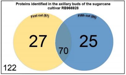 Venn diagram showing proteins identified in the axillary buds of the first cut (97) and the fifth cut (95) of the sugarcane cultivar RB966928, and proteins exclusively found in the first (27) and fifth (25) cutting.