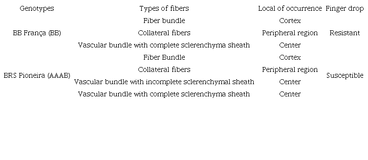 Types of fibers and location of occurrence observed in the pedicel drop zone of banana genotypes.