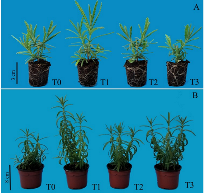 Rooted stem cuttings of Lavandula dentata after 60 days, on the rooting phase (A); and Lavandula dentata plants after 60 days on the growing phase (B) under light treatments: T0 = Roblan&reg; LED T8 18W; T1 = Valoya&reg; L18 AP67 Milky; T2 = Valoya&reg; L18 NS1 18W; T3 = Valoya&reg; L18 AP673L Milky.