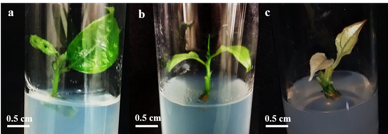 Color evaluation scale of shoots of Passiflora edulis &lsquo;UENF Rio Dourado&rsquo;. a) 1 - dark green, b) 2 - light green; c) 3 - yellow.