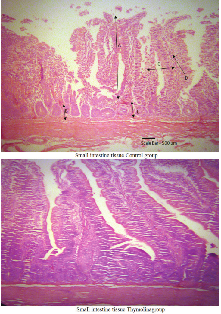 Histological figure of intestinal morphology, (HE, X100,) (Bar = 500 μm). A: Villus height, B: Crypt depth, C:Villus width, D:Goblet cells number, E:Epithelial thickness.