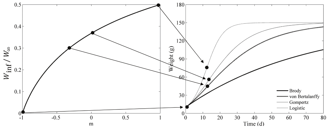 The influence of the parameter m on the inflection point of each growth curve: Brody (m = -1), von Bertalanffy (m = -1/3), Gompertz (m = 0), and Logistic (m = 1). The dots indicate the inflection points obtained for each growth model.