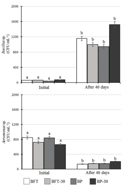 Initial and 40th day number of Bacillus and Aeromonas in tanks for rearing Nile tilapia after 10 weeks (mean ± S.D.; n = 5). For the same time (initial and final), the bacterial counts of the four treatments were not significantly different from each other by Tukey’s test (ANOVA, p > 0.05). BFT: Bioflocs technology for aquaculture with no feed restriction. BFT-30: Bioflocs technology for aquaculture with feed restriction at 30% in relation to BFT. BP: Biophyton technology (bioflocs + periphyton) with no feed restriction. BP-30: Biophyton technology with feed restriction at 30% in relation to BP.