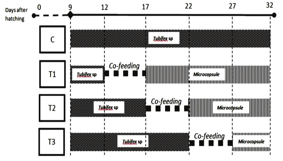 Early weaning protocol of a feeding management of O. gourami larvae during the experiment (C= control group, without co-feeding precess, they were fed only Tubifex until the end of experiments, T1= larvae with co-feeding which were fed mix tubifex and microcapsules started on day 20 as the weaning trial, T2= were fed started on day 17 as the weaning trial, and T3= were fed started on day 12 as the weaning trial).