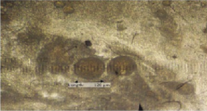 A Microphotograph showing the lipid-walled microcapsule in the gut larvae of O. gourami (light microscope Boeco 10 x 40).