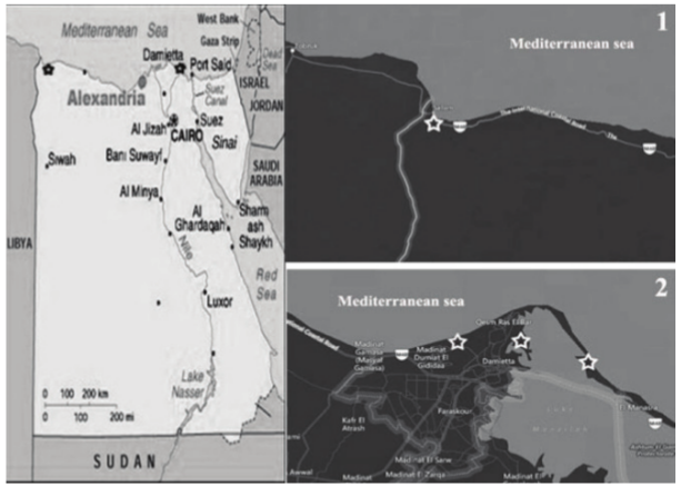 The map of Egypt set on the left of figure and locations of Damietta Governorate and Salloum, Matruh Governorate are shown with black stars, but on the right is the map of Salloum, Matruh Governorate No. 1, which is the site of catching of Porphyrio alleni (Allen's gallinule) is shown in white star and below it is the map No. 2 of Damietta Governorate, which is showing sites of catching of Fulica atra (Coot), Gallinulla angulata (Lesser moorhen), Gallinulla chloropus (moorhen) and Porphyrio porphyrio (purple swamphen) with white stars.