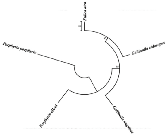 The Maximum Likelihood tree of 5 species belonging to family Rallidae. Numbers on the branches refer to bootstrap values.