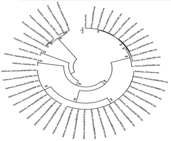 Tamura-Nei distance Maximum Likelihood tree of 44 barcode sequences from 5 species belonging to family Rallidae. Specimens' numbers denote the accession number of NCBI database. Numbers on the branches refer to bootstrap values.