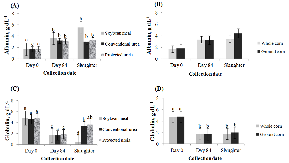 Serum albumin and globulin levels in feedlot steers fed with different nitrogen sources and corn grain physical form, on three collection dates.