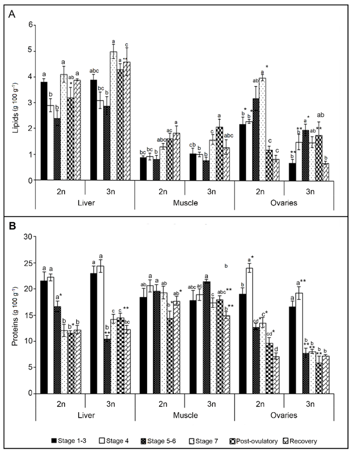 A) Total lipids and B) Total proteins of liver, muscle, and ovaries of diploid (2n) and triploid (3n) female of O. mykiss during their reproductive cycle (Mean ± S.E.). *Different symbols indicate significant differences (P<0.05) between groups. abDifferent letters indicate significant differences during the reproductive cycle within 2n and 3n females. Post-ovulatory: Post-ovul., Recovery: Rec.
