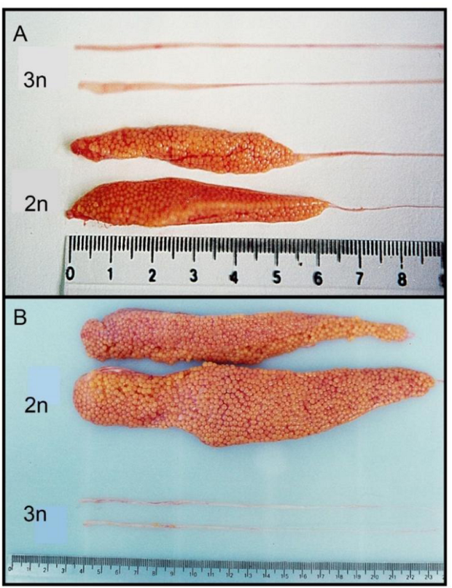 A) Ovaries of diploid (2n) (below) and triploid O. mykiss (above) at stage 5-6. B) Ovaries of diploid (2n) (above) and triploid O. mykiss (below) at stage 7.