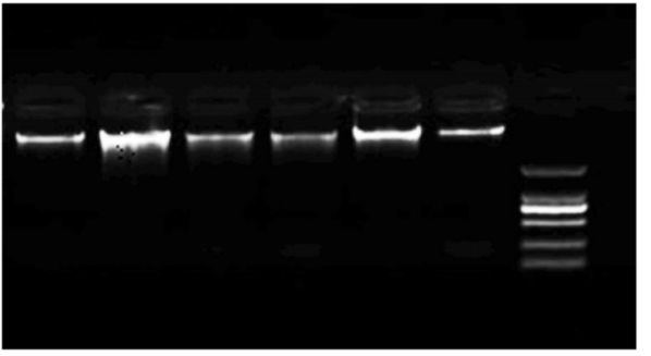 Some samples of the extracted DNA from the studied animals on the 1% agarose gel.