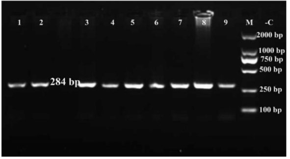 Ethidium bromide-stained agarose gel of amplified PCR products representing amplification of LCORL gene in some studied horses. Lines 1-9 are some samples, M is size marker and -C is negative control.