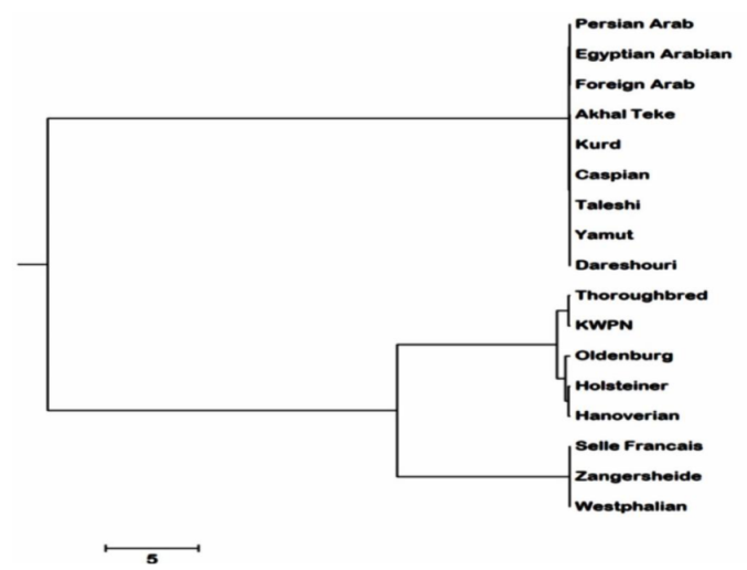 UPGMA phylogenetic tree based on Nei genetic distance.