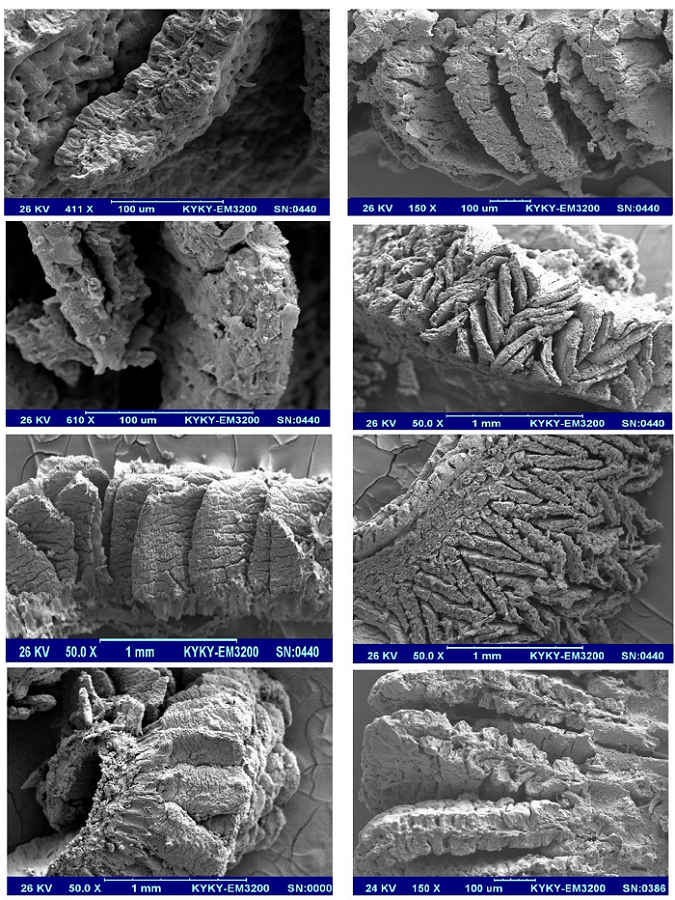 Scanning electron micrograph of jejunum villus.‎