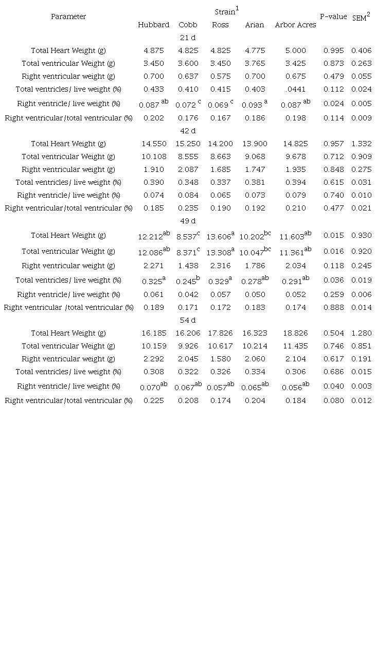 Effect of strain on the heart status of broiler chicks at 21, 42, 49 and 54 day of age.