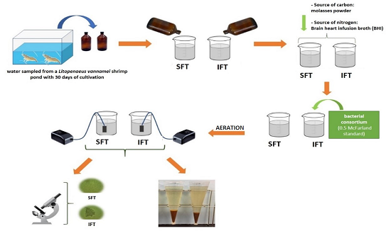 Scheme of installation of the experiment and monitoring of the bioflocs in the two treatments.