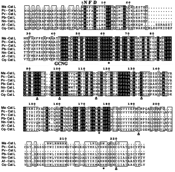 Alignment of the amino acid sequences of the cathepsin L protein obtained from the cDNA of the hepatopancreas in M. amazonicum, aligned with the sequences of crustaceans and insects. Conserved and semi-conserved residues are highlighted in black and in boxes, respectively. The conserved amino acid sequences in cathepsin L gene (‘FND’ and ‘GCNGG’) are identified at the top of the alignments. The residues of the catalytic triad, Cys(C), His(H) and Asn(N), are marked with an asterisk (*), and the cysteines (Cys(C)) by a delta (Δ). Ma-CatL, Pc-CatL (AGJ03550.1), Pv-CatL (ACR54126.1), Pb-CatL (BAC65418.1), Nn-CatL (CAA56915.1), Af-CatL (AAV63977.1), Cq-CatL(XP_001848344.1).