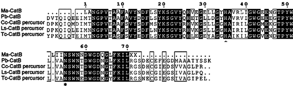 Alignment of the amino acid sequences in the N-terminal region of cathepsin B protein from M. amazonicum and related crustaceans. Conserved and semi-conserved residues are highlighted in black and in boxes, respectively. The residues in the active site are marked with an asterisk (*). Ma-catB, Pb-catB(BAC65419.1), Cc-catB(ACO14731.1), Ls-catB (ACO12454.1), Tc-catB(NP_001164205.1).