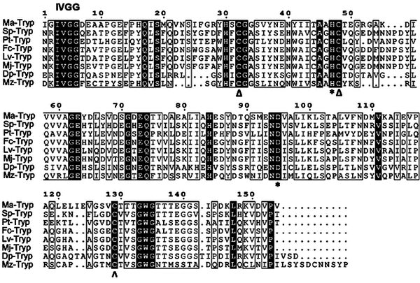 Alignment of the amino acid sequences in the trypsin and trypsin-like proteins of M. amazonicum, other crustaceans, and a vertebrate species (cichlid fish M. zebra). Conserved and semi-conserved residues are highlighted in black and in boxes, respectively. The conserved amino acid sequences (‘IVGG’) are identified at the top of the alignment. The residues in the conserved catalytic triad - His (H) and Asp (D) - are marked with an asterisk (*), while cysteines - Cys(C) are marked by a delta (Δ). Ma-tryp, Sp-tryp (AGO02163.1), Pt-tryp(AHJ81099.1), Fc-tryp(ACO45454.1), Lv-tryp (CAA60129.1), Mj-tryp(ACE80257.1), Dp-TRYP(EFX80960.1), Mz-tryp(XP_014263714.1).