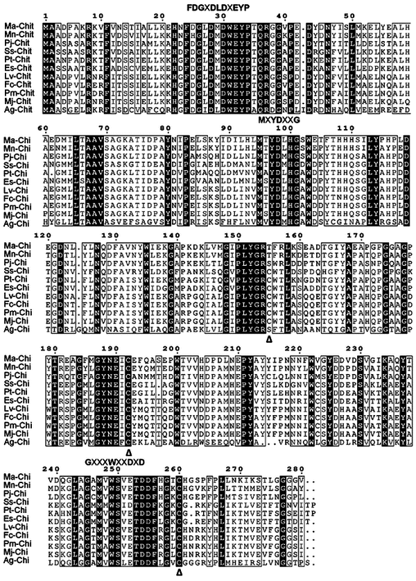 Alignment of the partial amino acid sequence in the N-terminal portion of chitinase protein from M. amazonicum, other crustaceans and an insect species (A. gambiae). Conserved and semi-conserved residues are highlighted in black and in boxes, respectively. The domains of the catalytic site (FDGXDLDXEYP, MXYDXXG, and GXXXWXXDXD) are identified at the top of the alignment, and the cysteines - Cys(C) are marked by a delta (Δ). Ma-chi, Mn-chi(AHL28106.1), Pj-chi (AFC60660.1), Ss-chi(ABY85409.1), Pt-chi(BAP28983.1), Es-chi(AHZ21076.1, Lv-chi(AAT80625.1),Fc-chi(AAY44300.1), Pm-chi(ADG22163.1), Mj-chi(BAA22854.1), and Ag-chi(XP_316448.2).