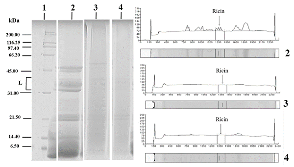 Electrophoretic characterization of castor cake proteins treated with different chemical products. 1: Molecular weight marker (kDa); L: Lectins; 2: Crude castor cake; 3: Detoxified castor cake Ca(OH)2; 4: Detoxified castor cake NaOH.