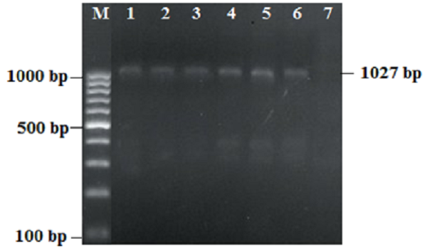 The electrophoresis of PCR product of 1027 bp fragment of M gene (H9N2, AIV). (Column M; Marker 100bp, Column 1-5: Positive samples, Column 6: Positive control, Column 7: Negative control)