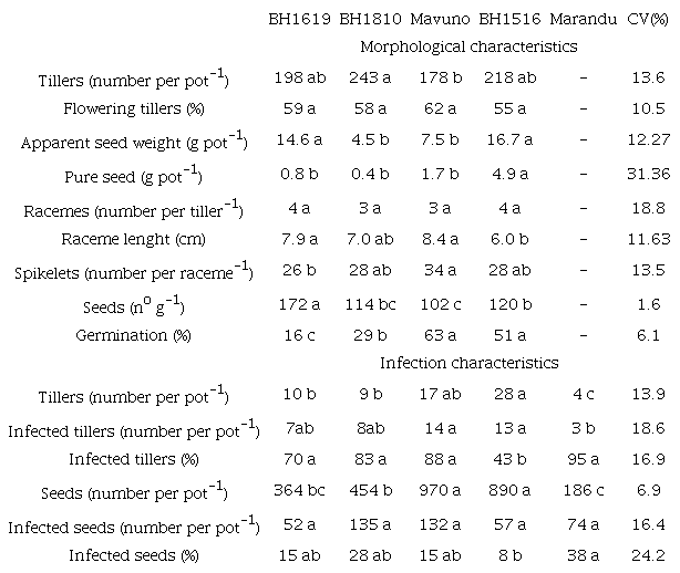 Morphological characteristics, seed production potential and infected tillers and seeds of Brachiaria grass hybrids and the Marandu Palisade grass cultivar.