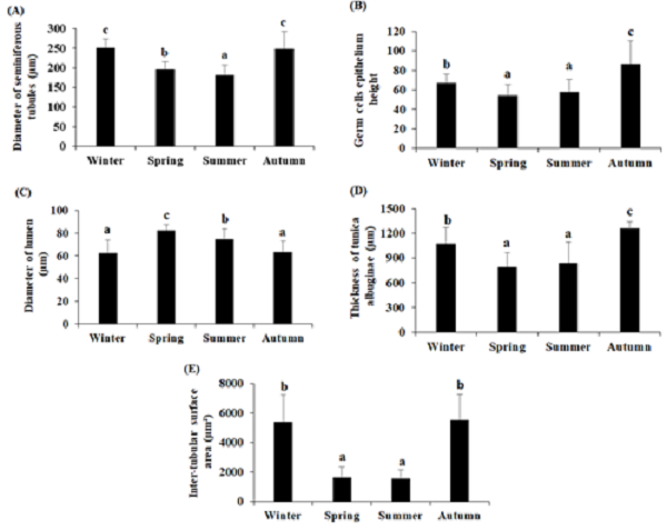 Changes of diameter of seminiferous tubules (A), germ cells epithelium height (B), diameter of lumen (C), thickness of tunica albuginea (D) and inter-tubular surface area (E) by seasons in donkeys (E. asinus). a,b,c Means (±SD) with the different letters in each groups of different seasons are significantly different (p <0.05).