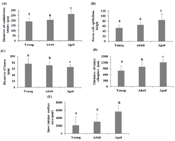 Changes of diameter of seminiferous tubules (A), germ cells epithelium height (B), diameter of lumen (C), thickness of tunica albuginea (D) and inter-tubular surface area (E) by age in donkeys (E. asinus). a,b,c Means (±SD) with the different letters in each groups of different age are significantly different (p <0.05).