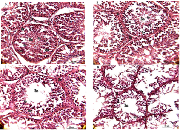 Histological structure of testis parenchyma in winter (A), autumn (B), spring (C) and summer (D) season in donkey. Tubular Compartment (TC), Germinal Cells (GC), lumen (Lu), Intertubular Compartment (IC), Leydig cells (L), Spermatozoa (Spz), Spermatogenic Cells (GC), Spermatid (SP), Spermatocytes (Spc).