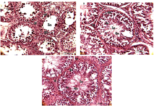 Histological structure of testis parenchyma in young (A), adult (B) and aged (C) donkeys. Spermatids (Sp), Spermatozoa (Spz), Intertubular Compartment (IC), Leydig cells (L), Spermatogenic Cells (GC).