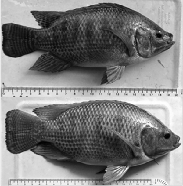 Random sample image of fish of each generation from GST strain at day 60th of culture. A) G20; B) G25 (ruler size = 20 cm).