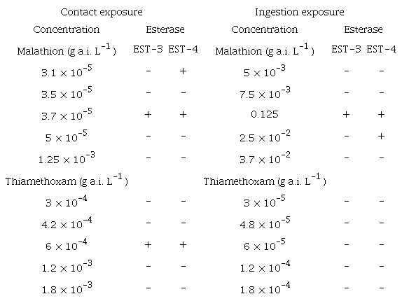 Inhibition of esterase activity in T. angustula after contact or ingestion of malathion or thiamethoxam. The minus symbol (-) indicates a lack of inhibition and the symbol (+) indicates partial inhibition.