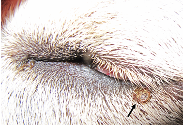 Domestic dog parasitized by Amblyomma ovale Koch, 1844.